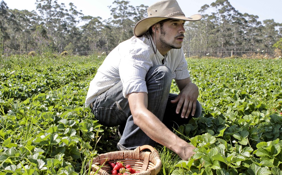 Farmer in the field harvesting crops