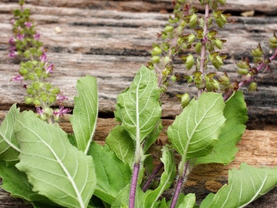 Holy basil on a log