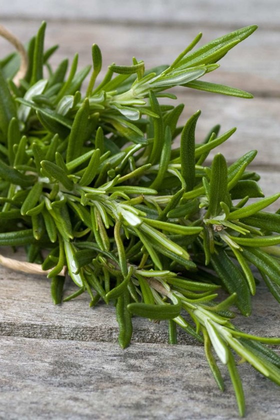 rosemary plant on a grey background
