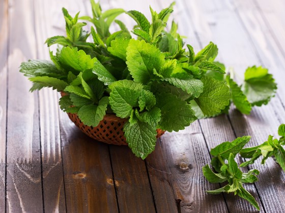 Potted peppermint plant on a counter top