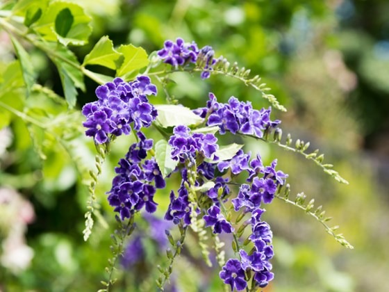 Purple Duranta Gold plant