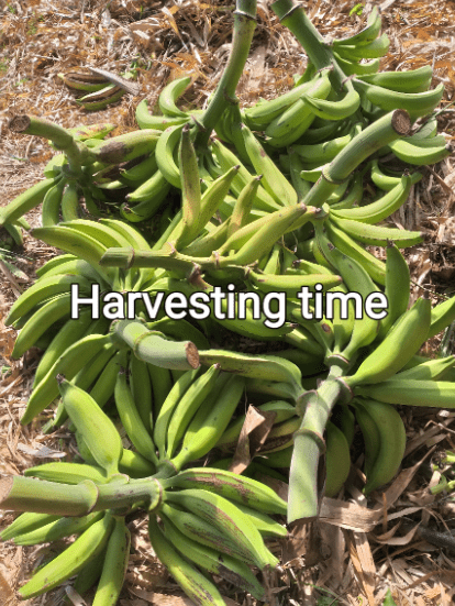 A collection of fresh green plantains, displaying their vibrant, unripe green skin and versatile culinary potential.