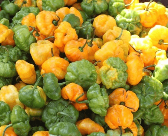 An assortment of Jamaican scotch bonnet peppers, showcasing their vibrant colors