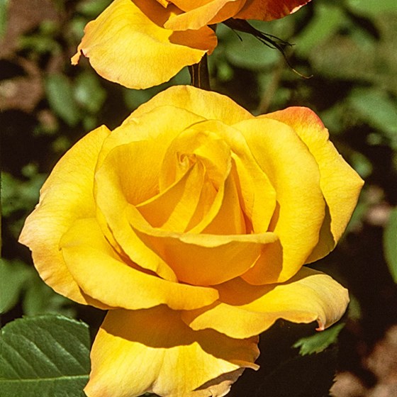 Yellow rose
