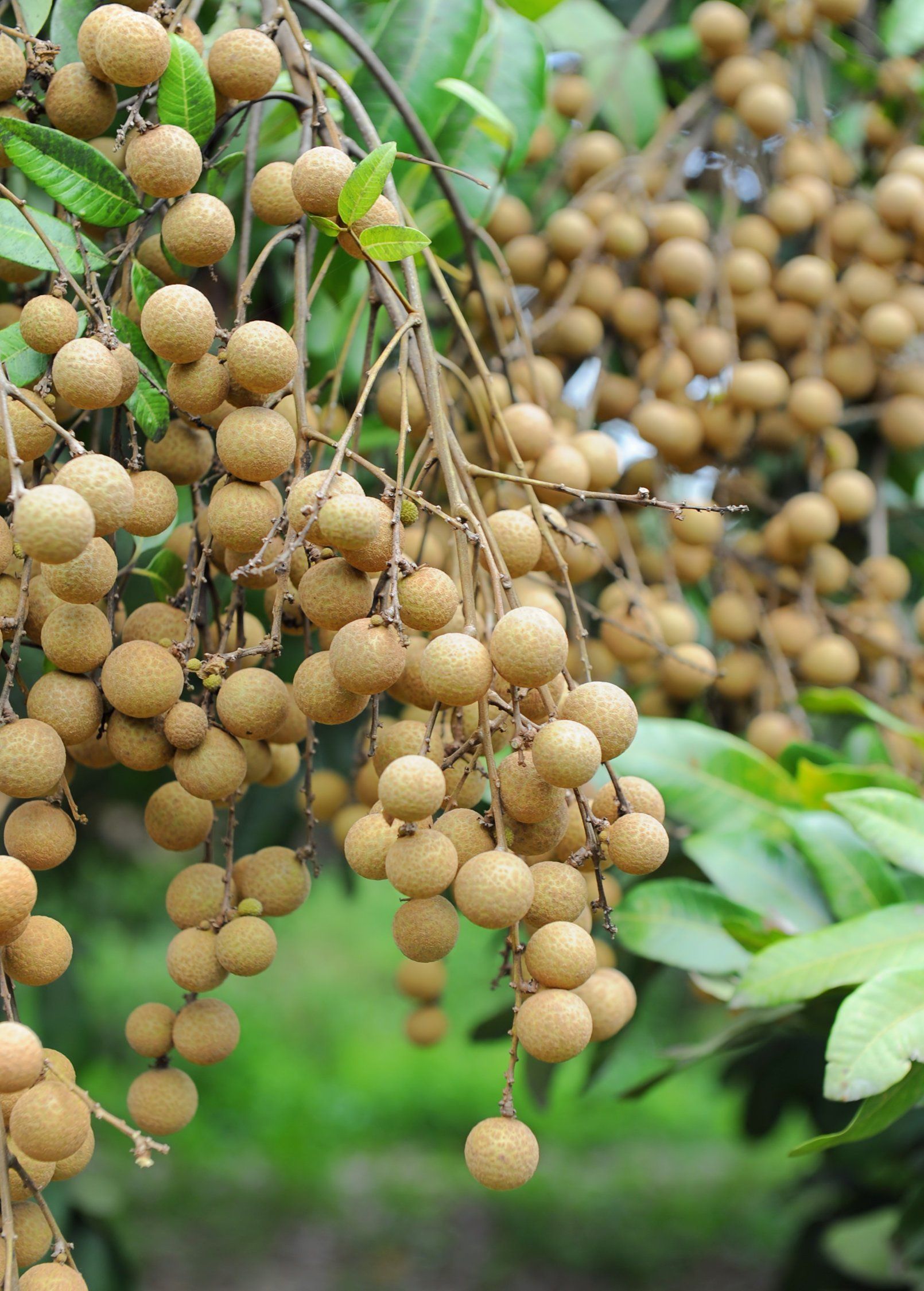 Longan fruit on tree