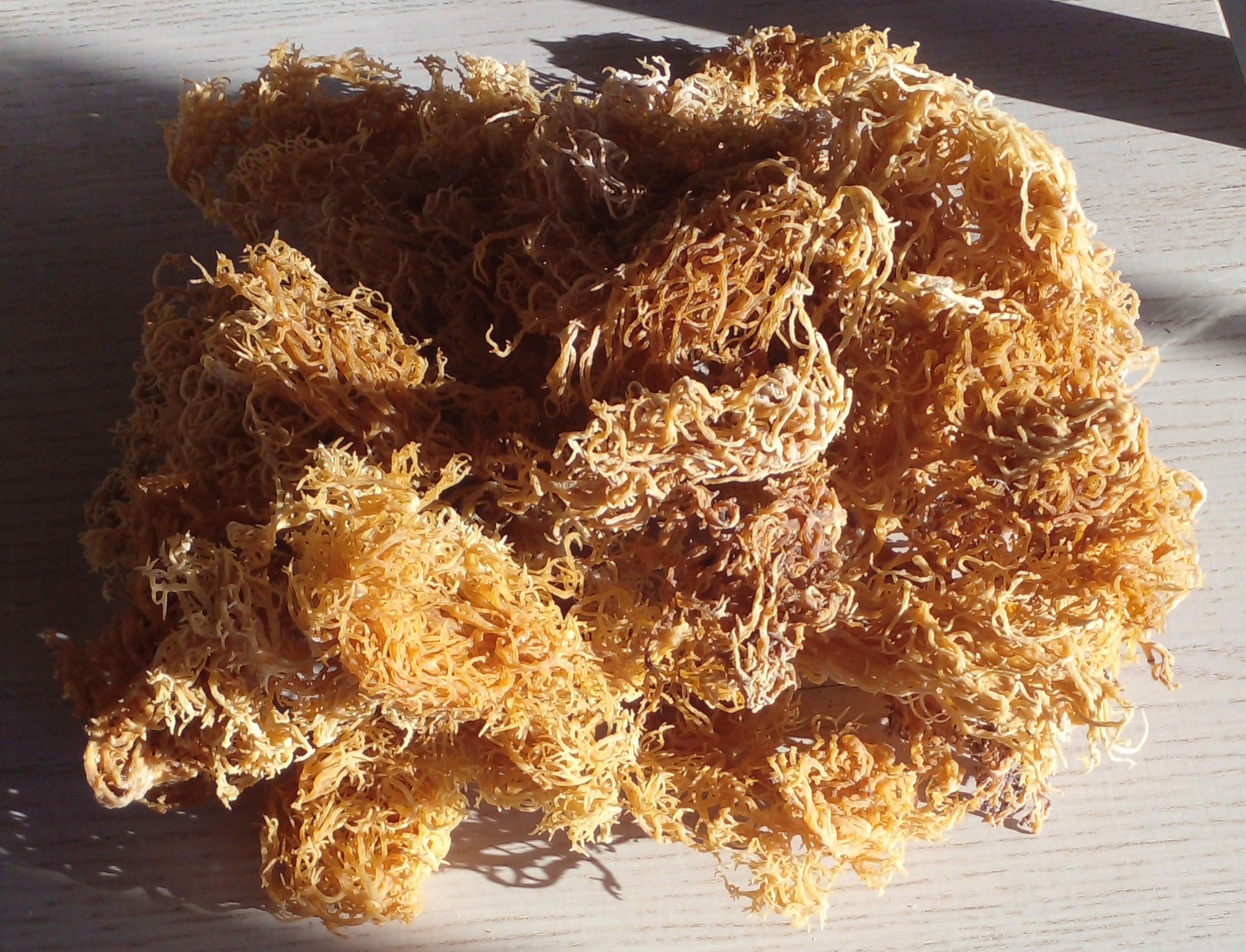 BULK WILDCRAFTED DRIED JAMAICAN IRISH (SEA) MOSS (5KG) - Image 2
