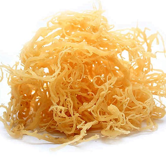 strands of Jamaican sea moss