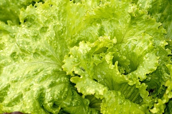 lettuce leaves
