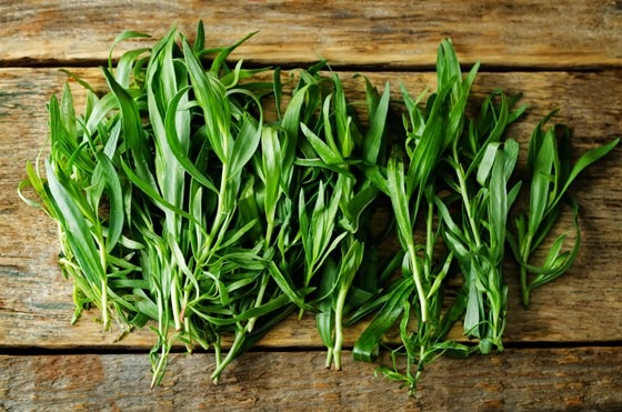 green tarragon on a table