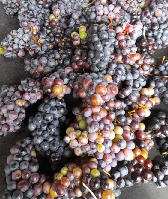 Locally grown Jamaican Black Grapes