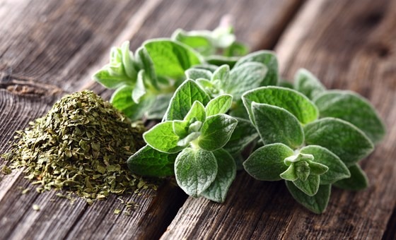 Oregano plants on a table