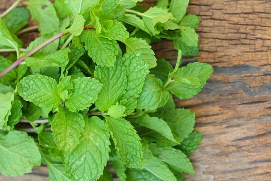 Freshly picked mint