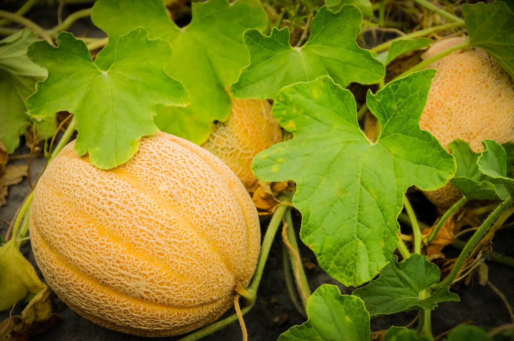 Cantelope fruit on vine
