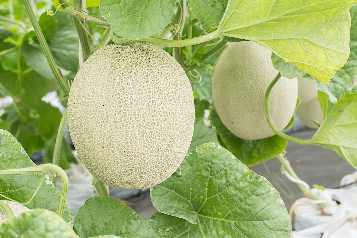 Honey dew melon on a vine