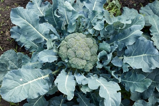 Broccoli plant