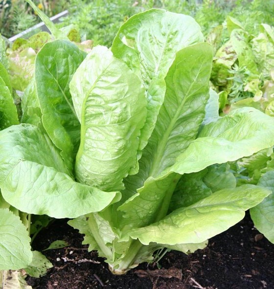Romaine lettuce in garden