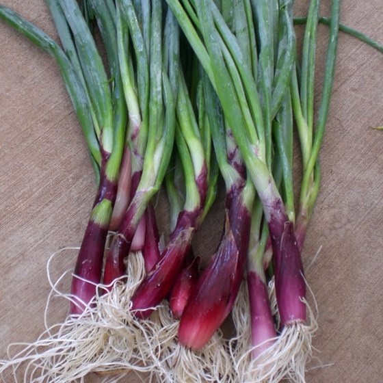 Escallion seeds on a counter top