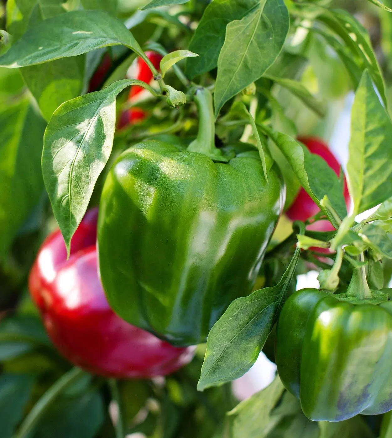 Bell peppers on a tree