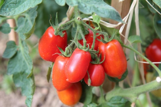 Plummy tomatoes on a vine