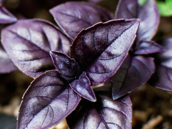 Dark opal basil plants