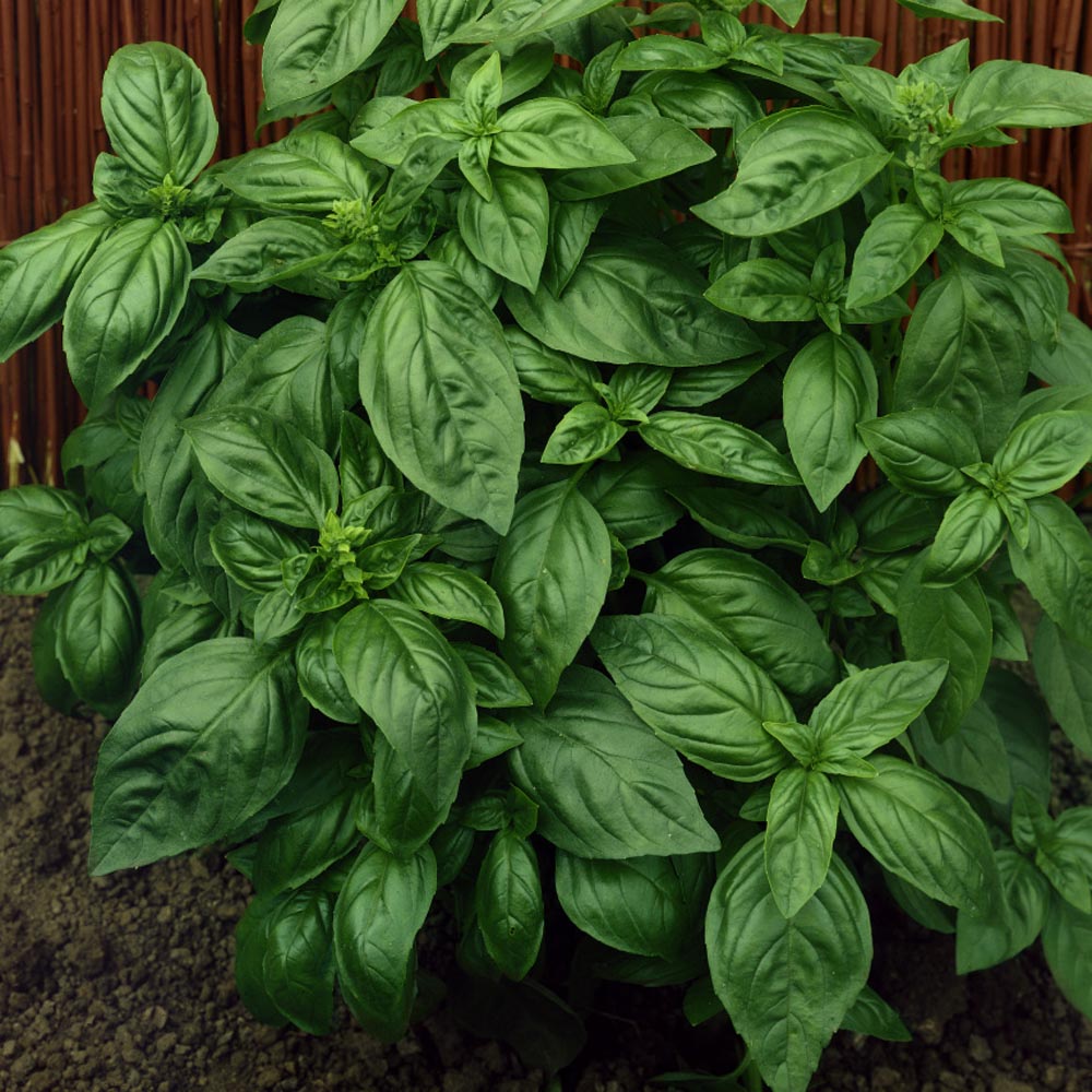 Basil plants