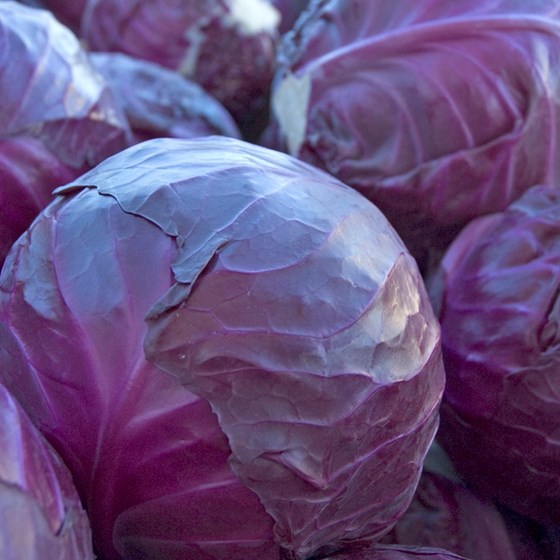 Red cabbage