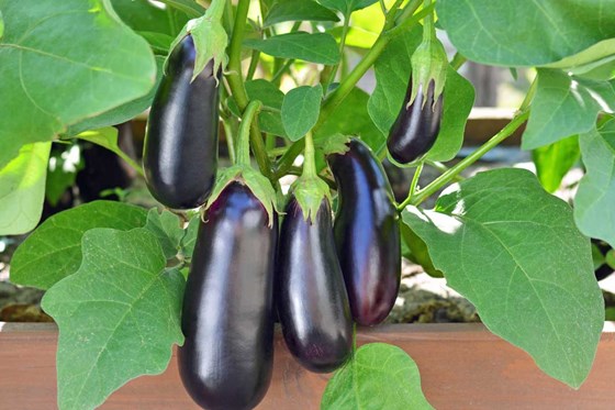 Eggplant tree