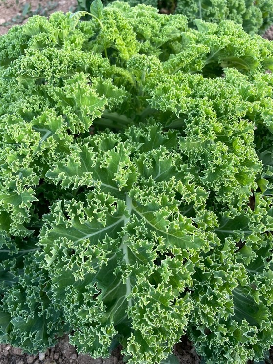Curly Kale plants