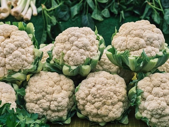 Cauliflower plants on a table