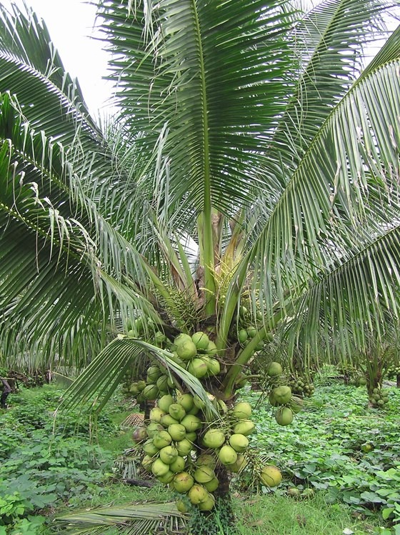Coconut tree