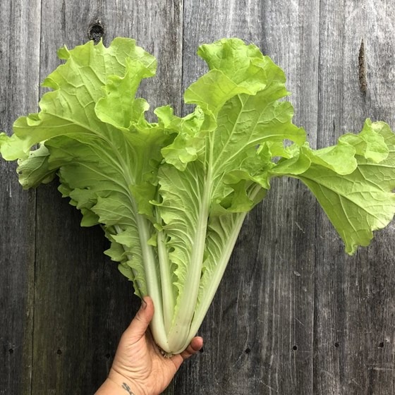 Lettuce being held in hand