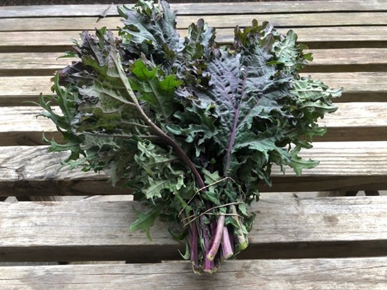 a bunch of russian kale