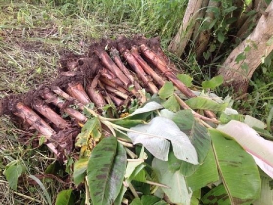 a batch of banana suckers