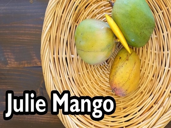 Three julie mangoes in a basket