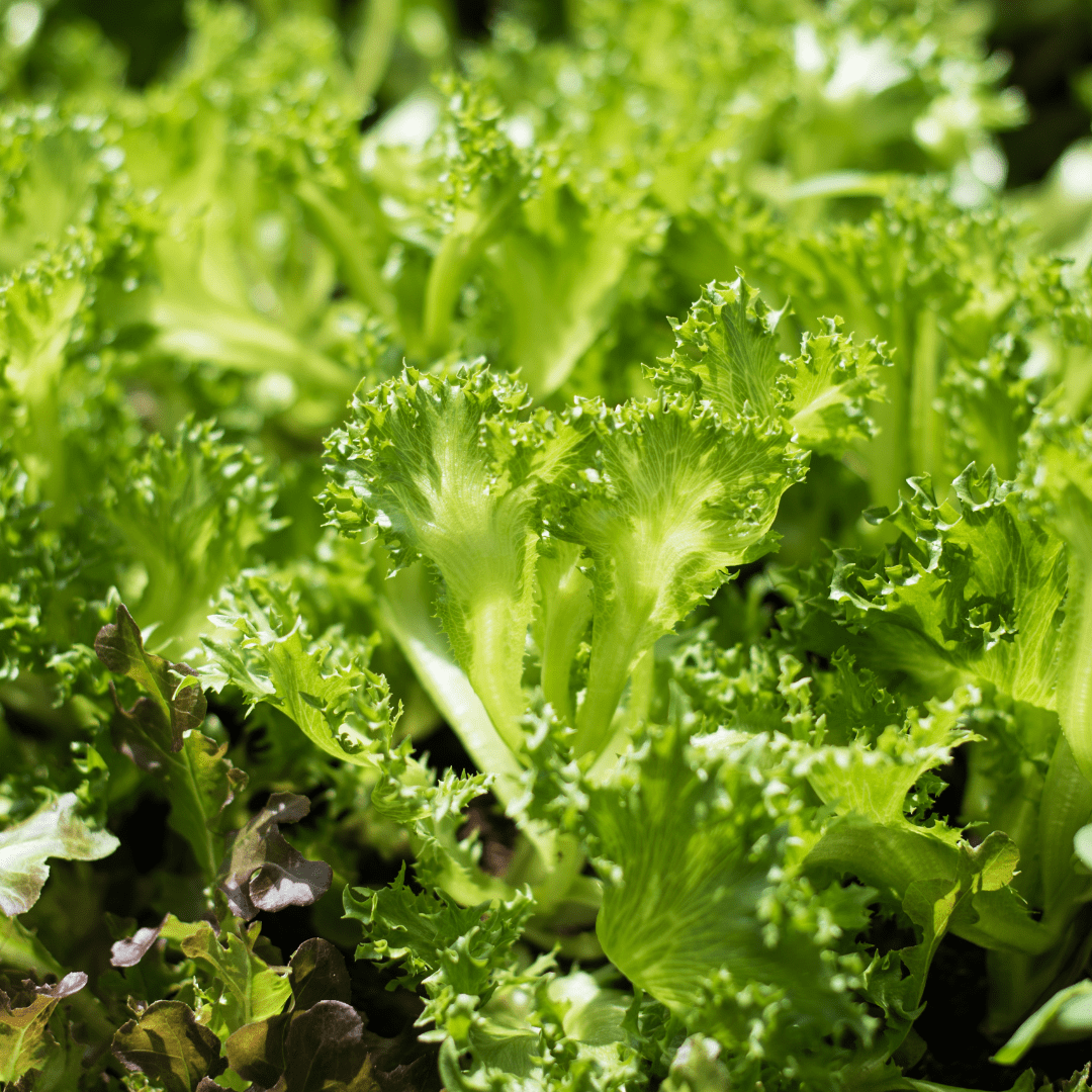 a row of lettuce on a farm