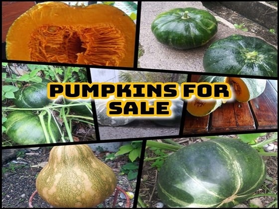 Freshly reaped pumpkins