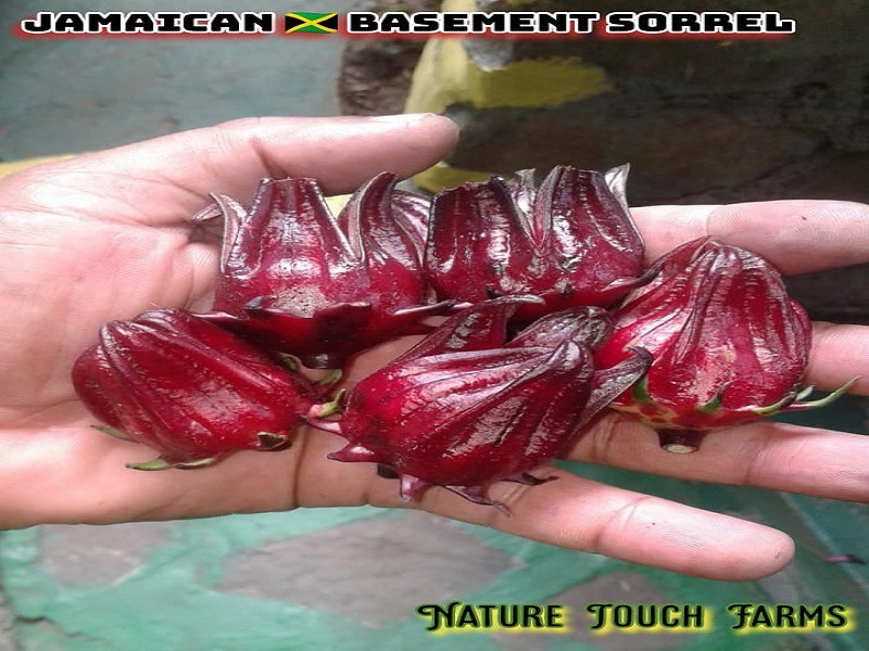 four sorrel seeds in hand