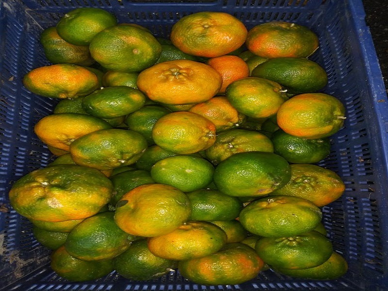 a basket of sweet tangerines