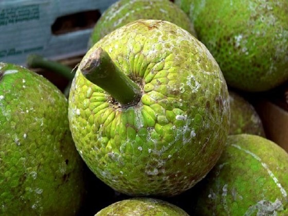 Jamaica breadfruit for roasting