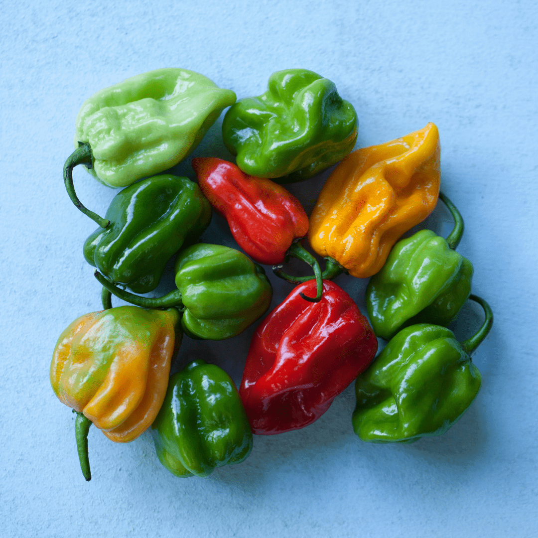 assorted scotch bonnet peppers on a blue surface