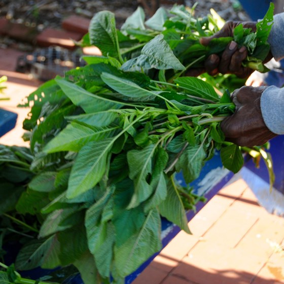 a bundle of callaloo in hand