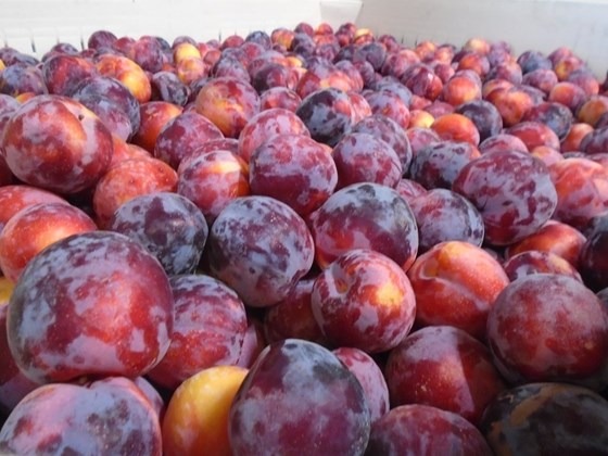 a box of sweet plums