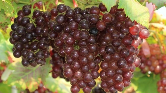 red grapes on vines