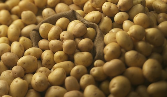 bunch of irish potatoes with potato sack