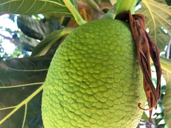 big green breadfruit on tree