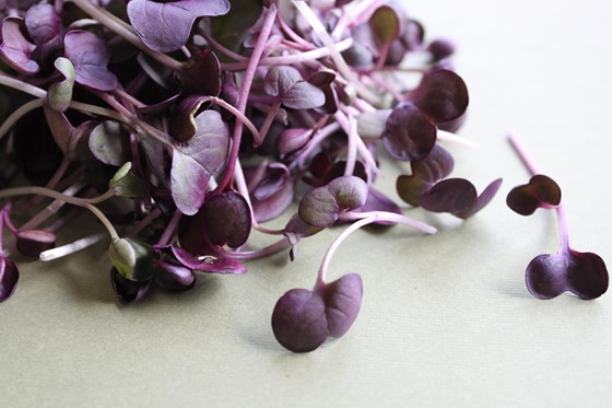 purple microgreens on table