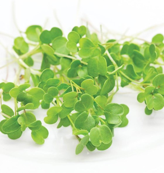 Microgreens arugula mixed plants