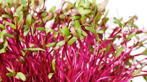 Mixed microgreens beetroot plant