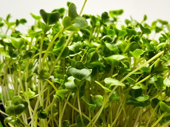 Microgreens broccoli mix plants
