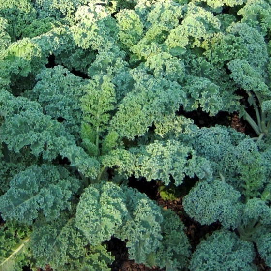 a bunch of kale plants